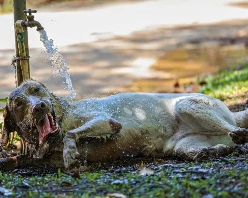Pets can suffer heatstroke even when resting, UK vets warn cover image
